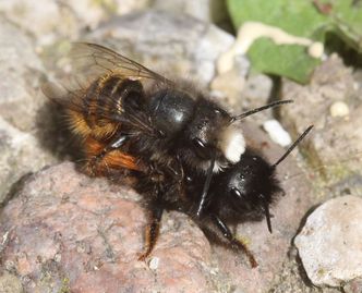 Gehörnte Mauerbiene