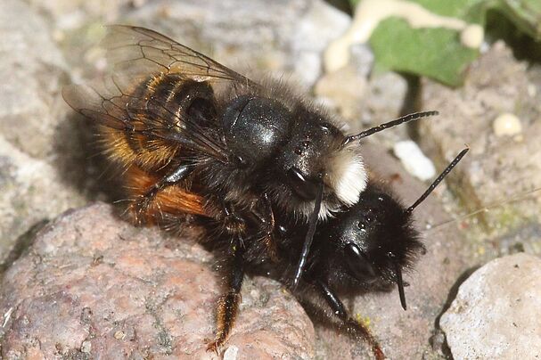 Gehörnte Mauerbiene