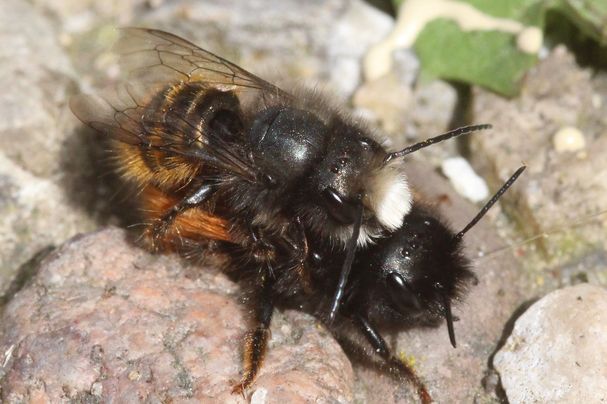 Gehörnte Mauerbiene