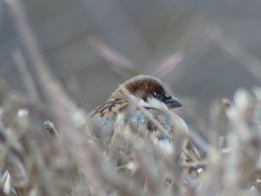 Haussperling (Foto: Maria Meißner)