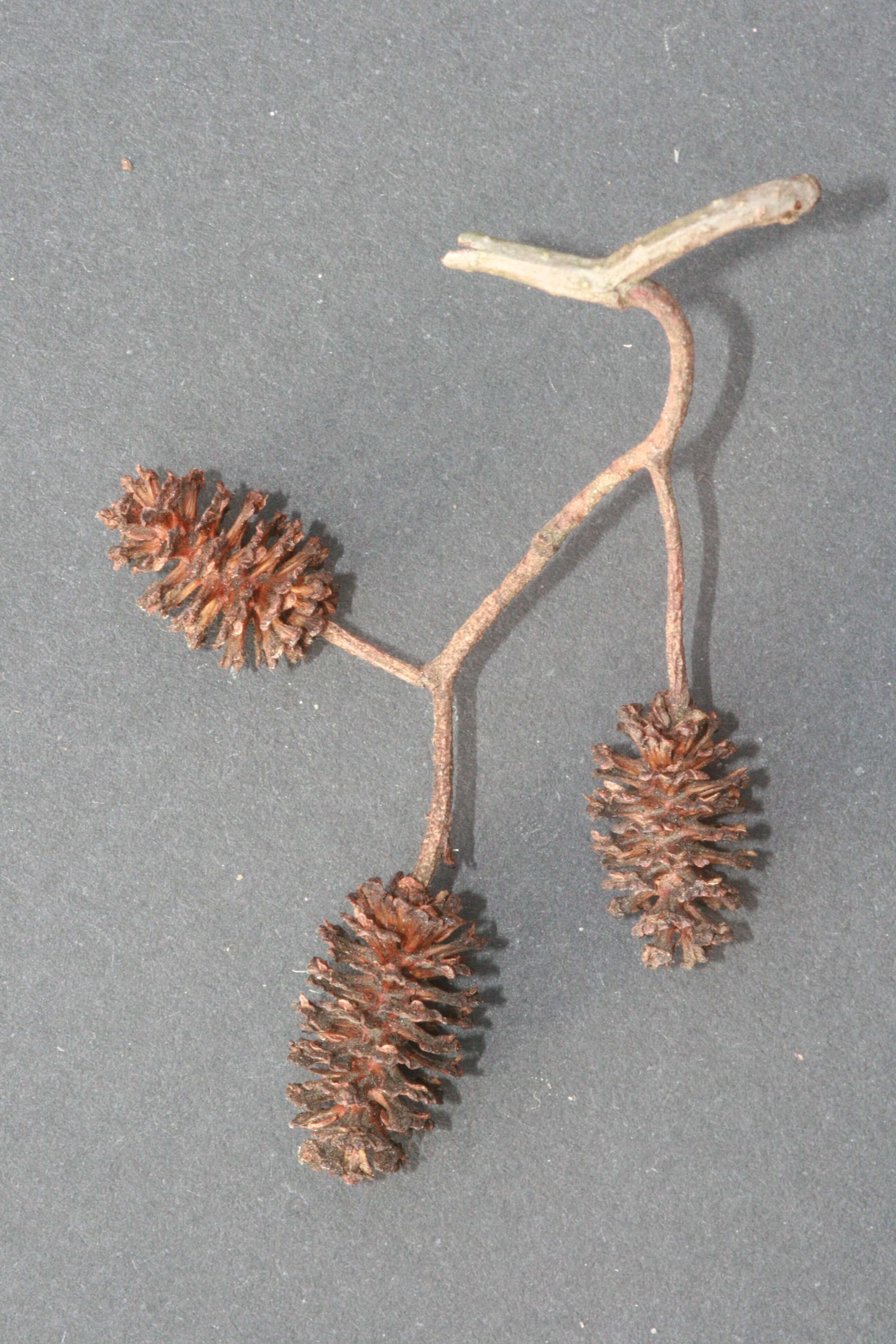 Schwarzerle - Zapfen