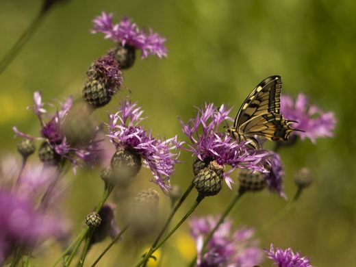 Schwalbenschwanz auf Skabiosen-Flockenblume im InsektenReich