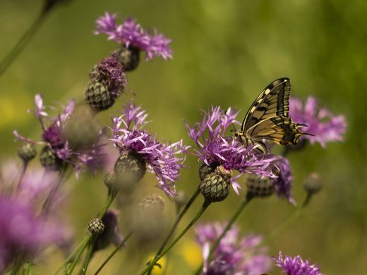 Schwalbenschwanz auf Skabiosen-Flockenblume im InsektenReich