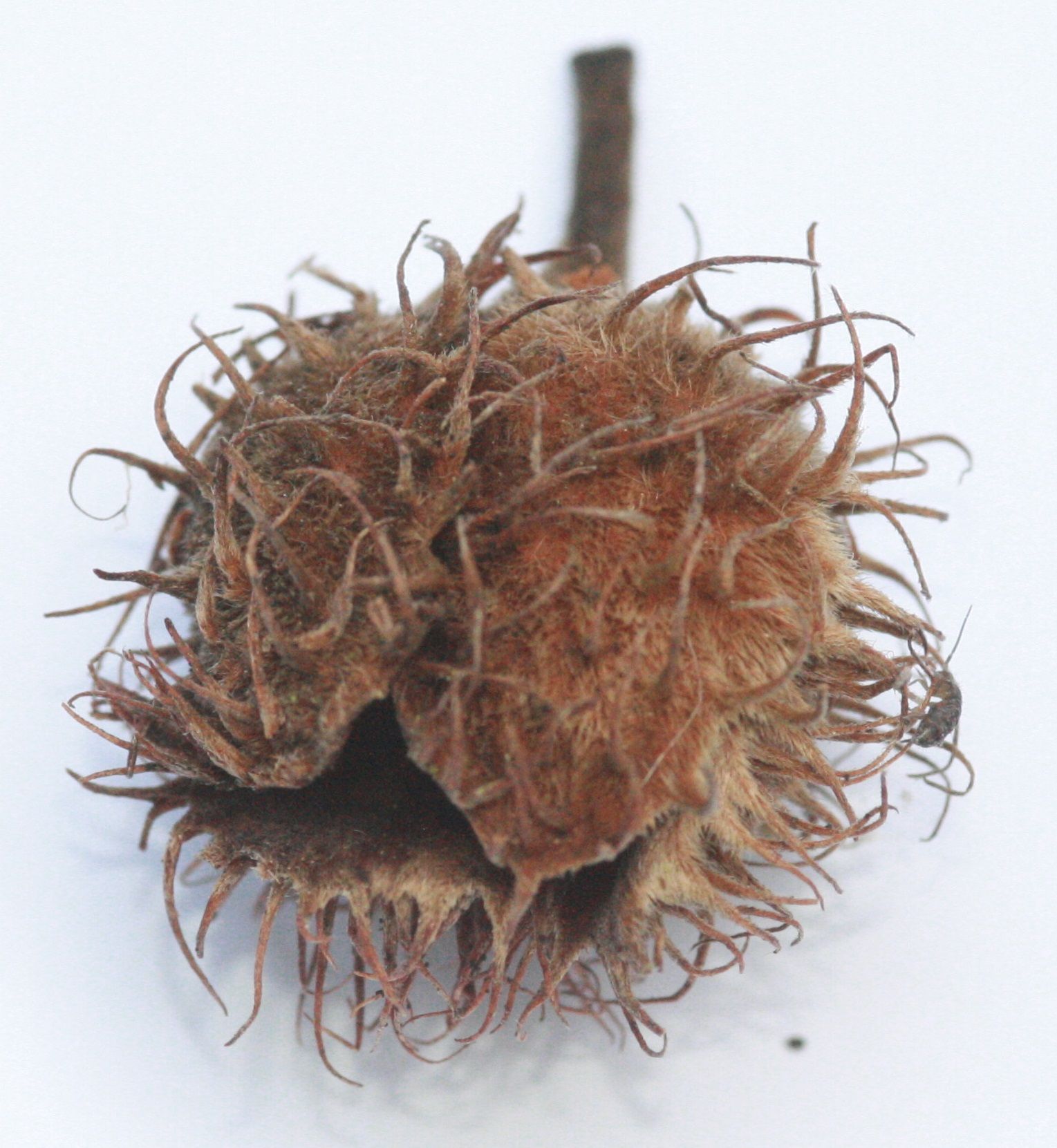 Rotbuche (Fagus sylvatica) – Frucht