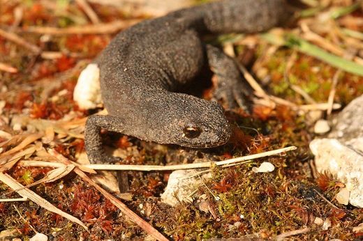 Bergmolch (Foto: Wolfgang Dötsch)