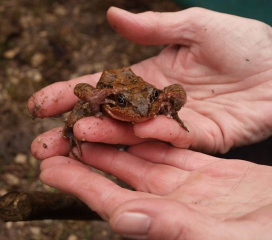 Krötenzaun Krötenzaun