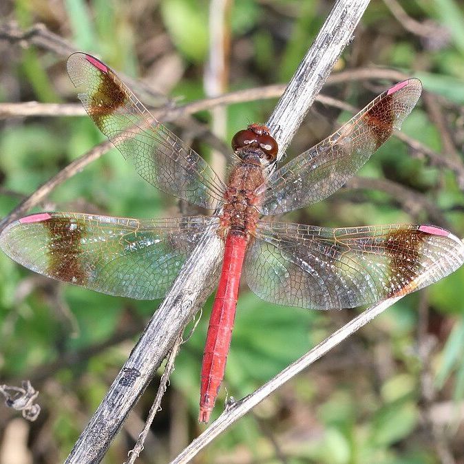 Gebänderte Heidelibelle