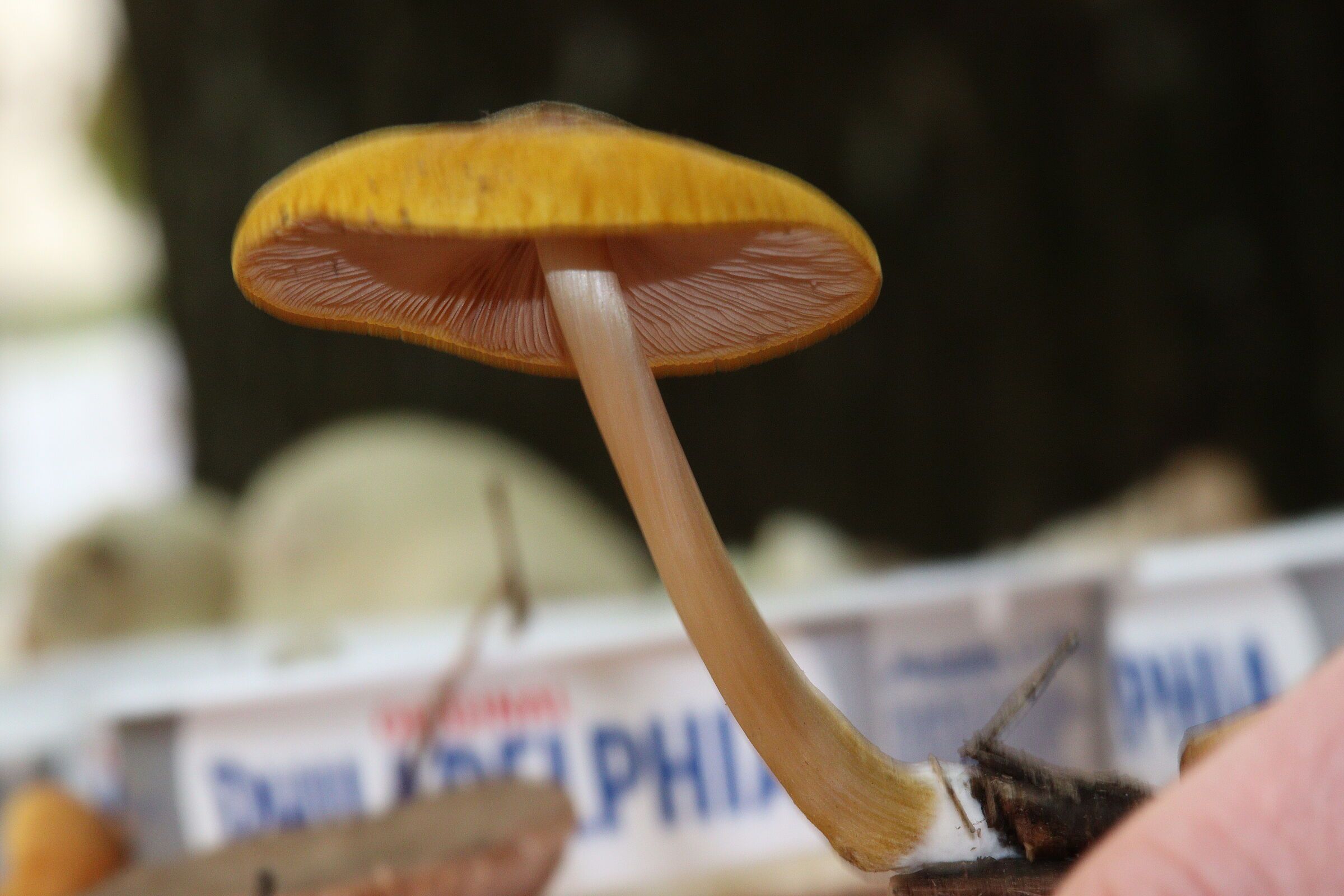 Löwengelber Dachpilz (Foto: Ingrid Teutter) Löwengelber Dachpilz