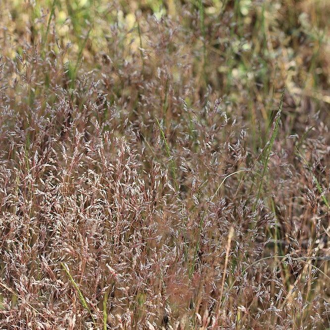 Nelken-Haferschmiele (Foto: Wolfgang Dötsch) Nelken-Haferschmiele