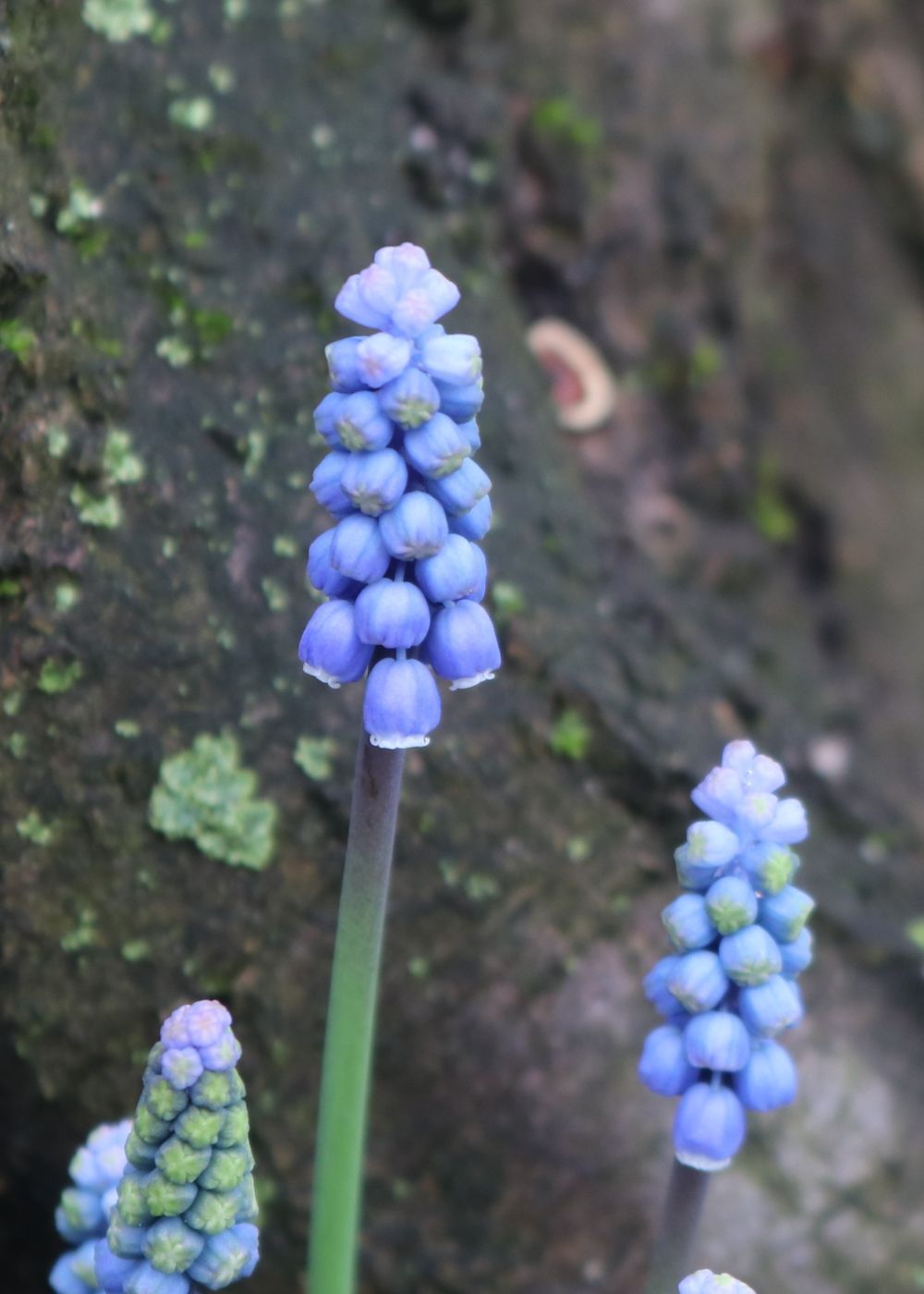 Kleine Traubenhyazinthe