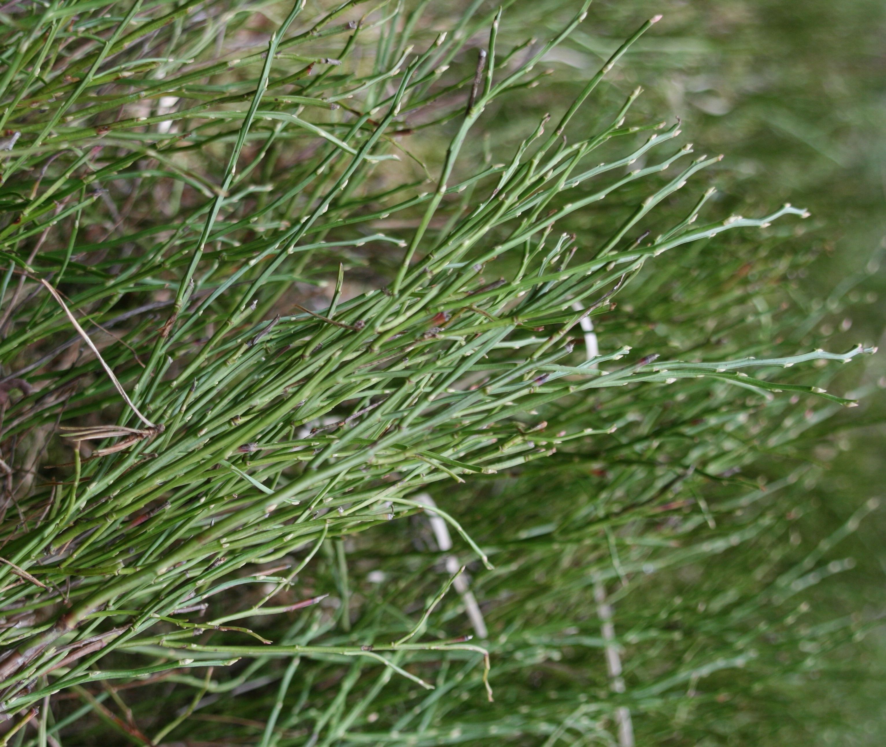 Heidelbeere – Zweige Heidelbeere – Zweige