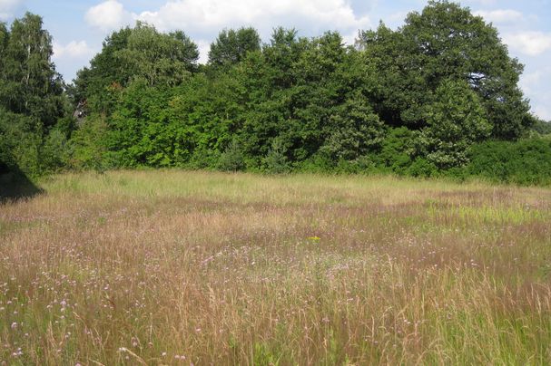 Heidefläche mit Sandgrasnelken