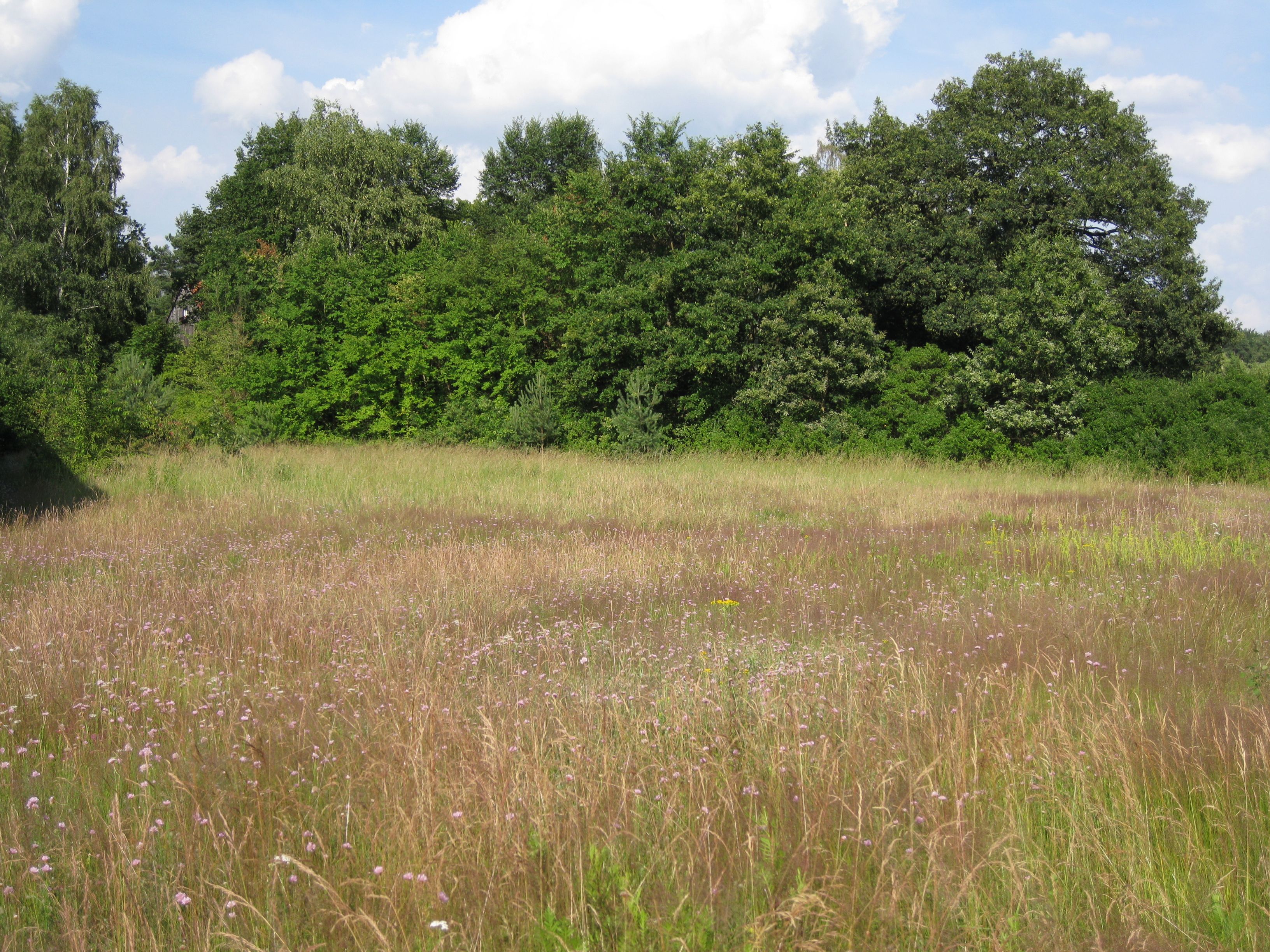 Heidefläche mit Sandgrasnelken in Ziegelstein
