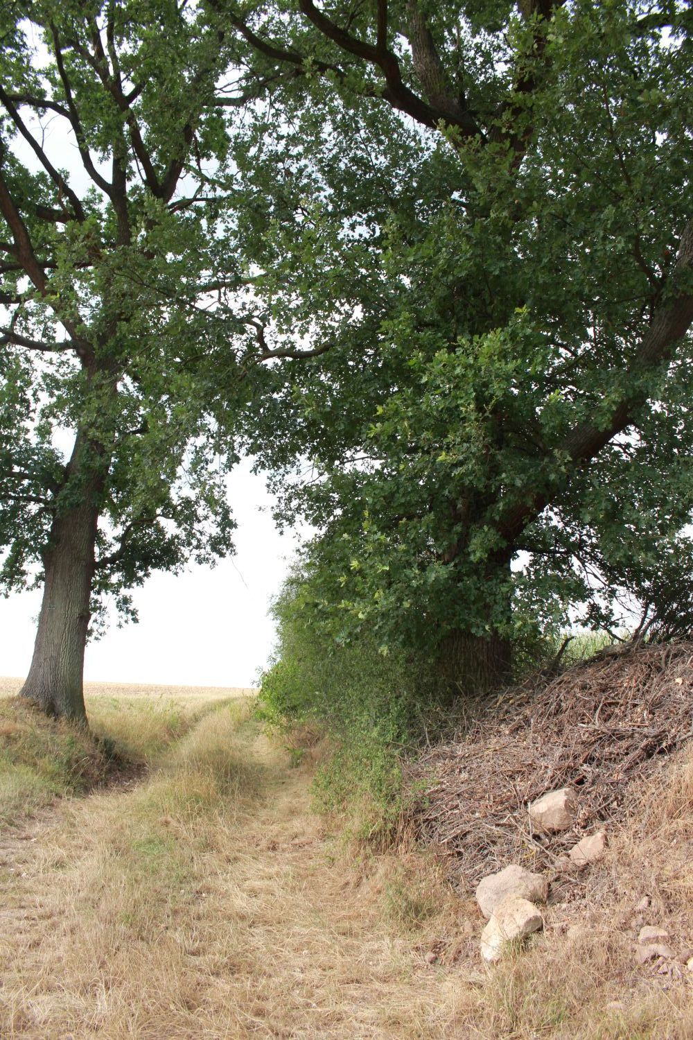 Hecke in Krottenbach (Foto: Wolfgang Dötsch) Hecke in Krottenbach