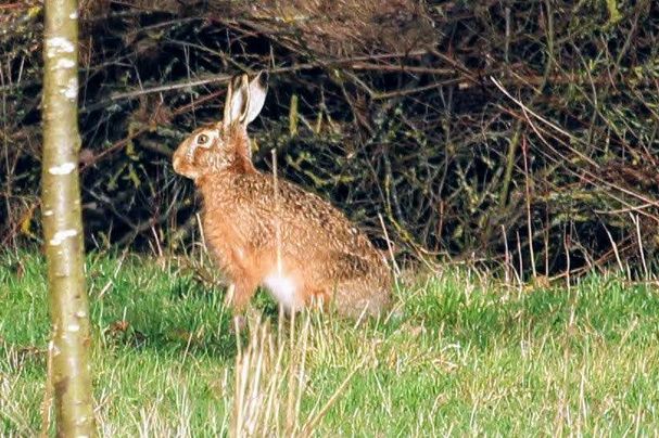 Hase