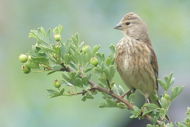 Weibchen des Bluthänflings (Foto: Maria Meißner) Weibchen des Bluthänflings