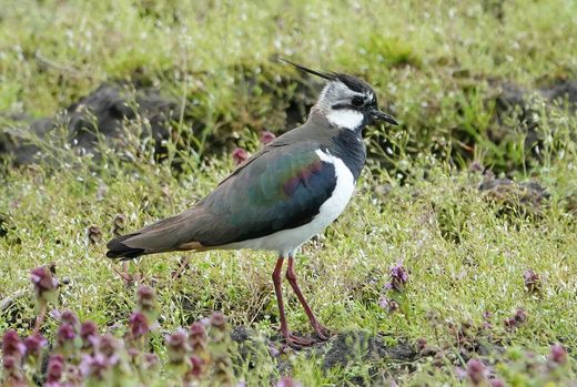 Kiebitz (Foto: Heike Wirth)