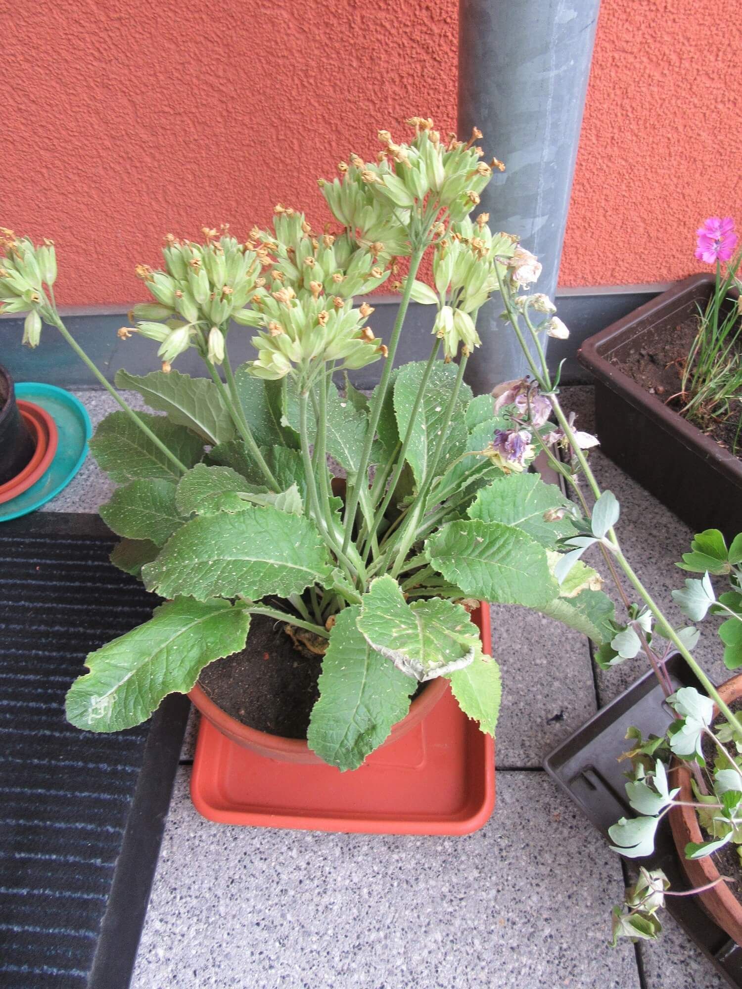 Schlüsselblume Schlüsselblume