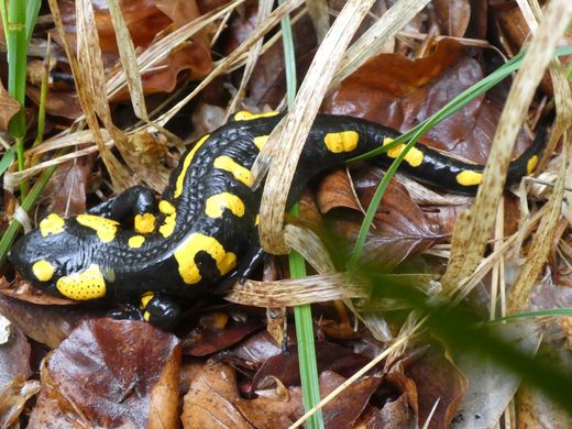 Feuersalamander (Salamandra salamandra), Fundort: Altenthal bei Urspring