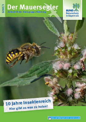 Mauersegler 01/2025