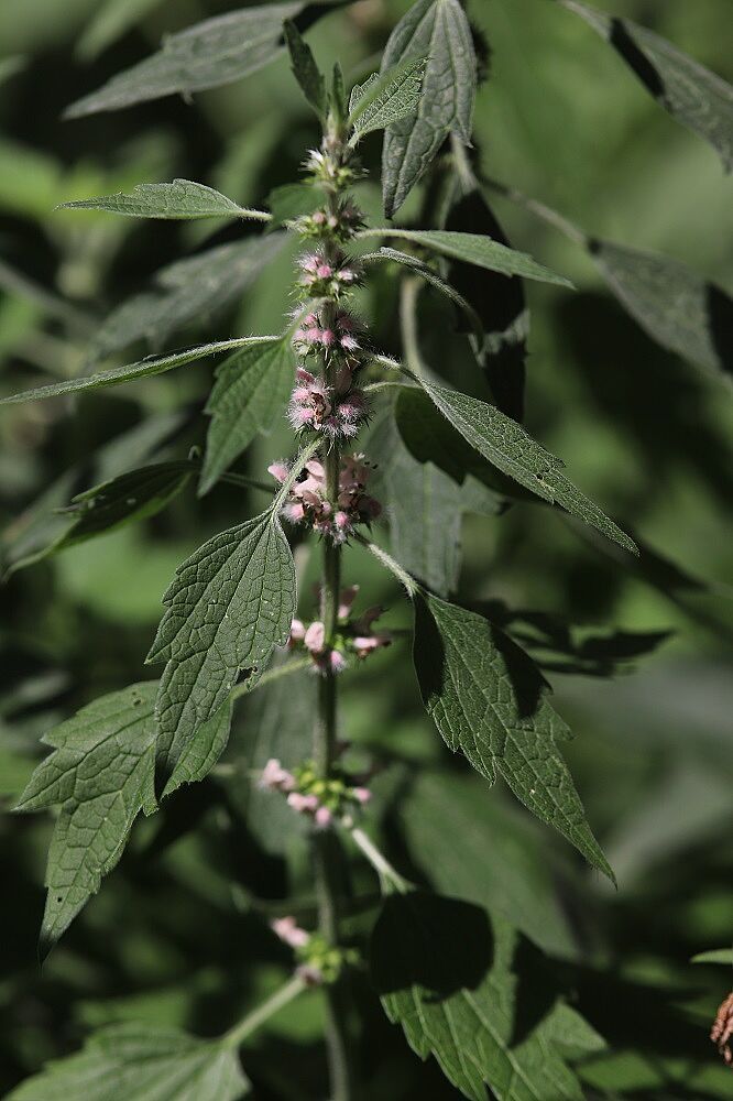 Herzgespann auf dem Beet Herzgespann auf dem Beet