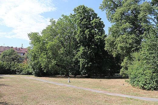 Platane im Cramer-Klett-Park