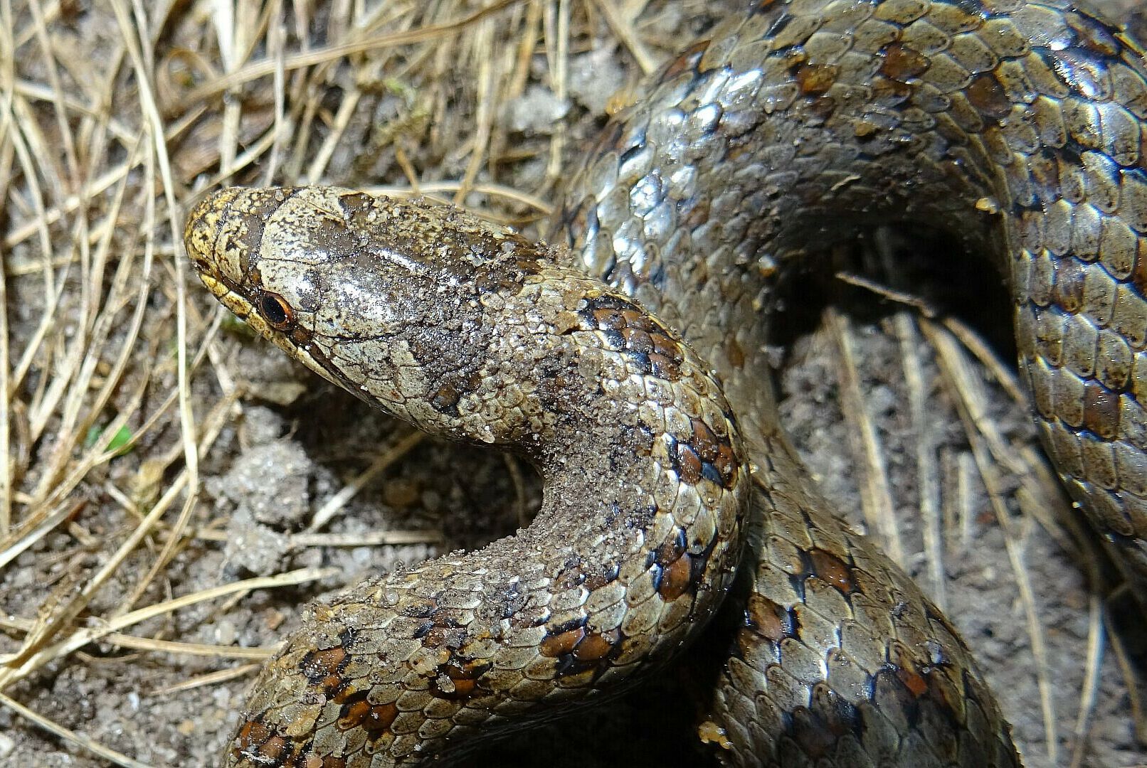 Coronella austriaca