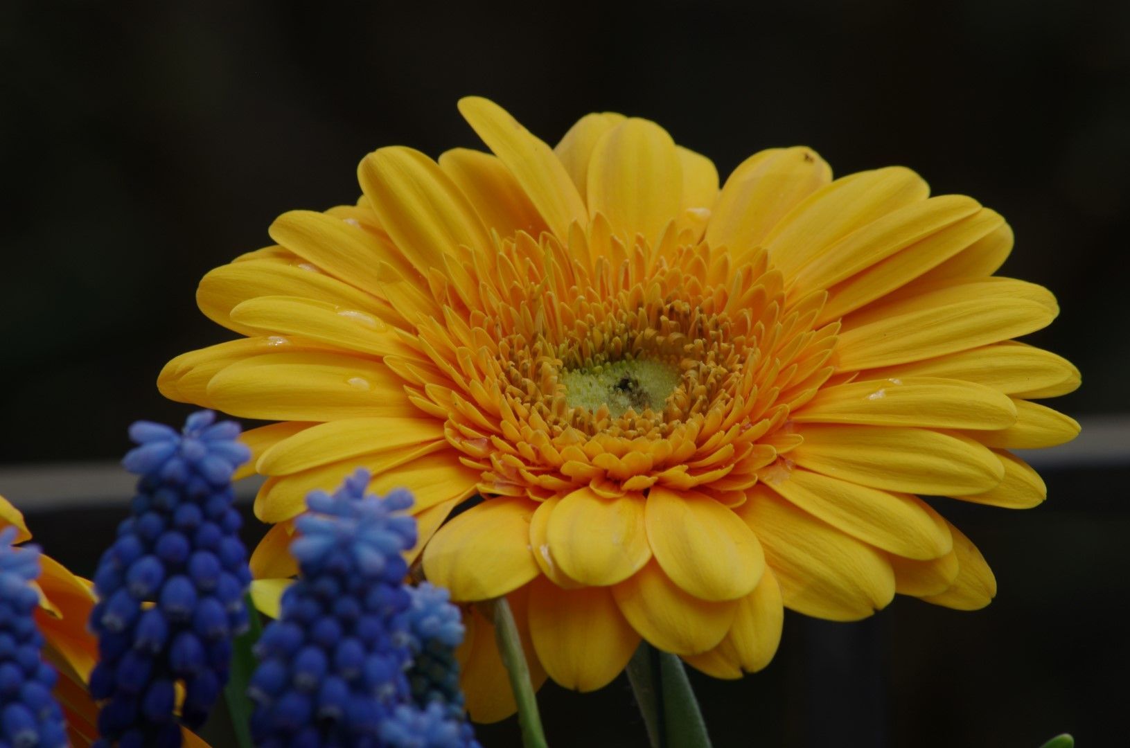 Frühlingsblumen (Foto: Sebastian Hilge) Frühlingsblumen