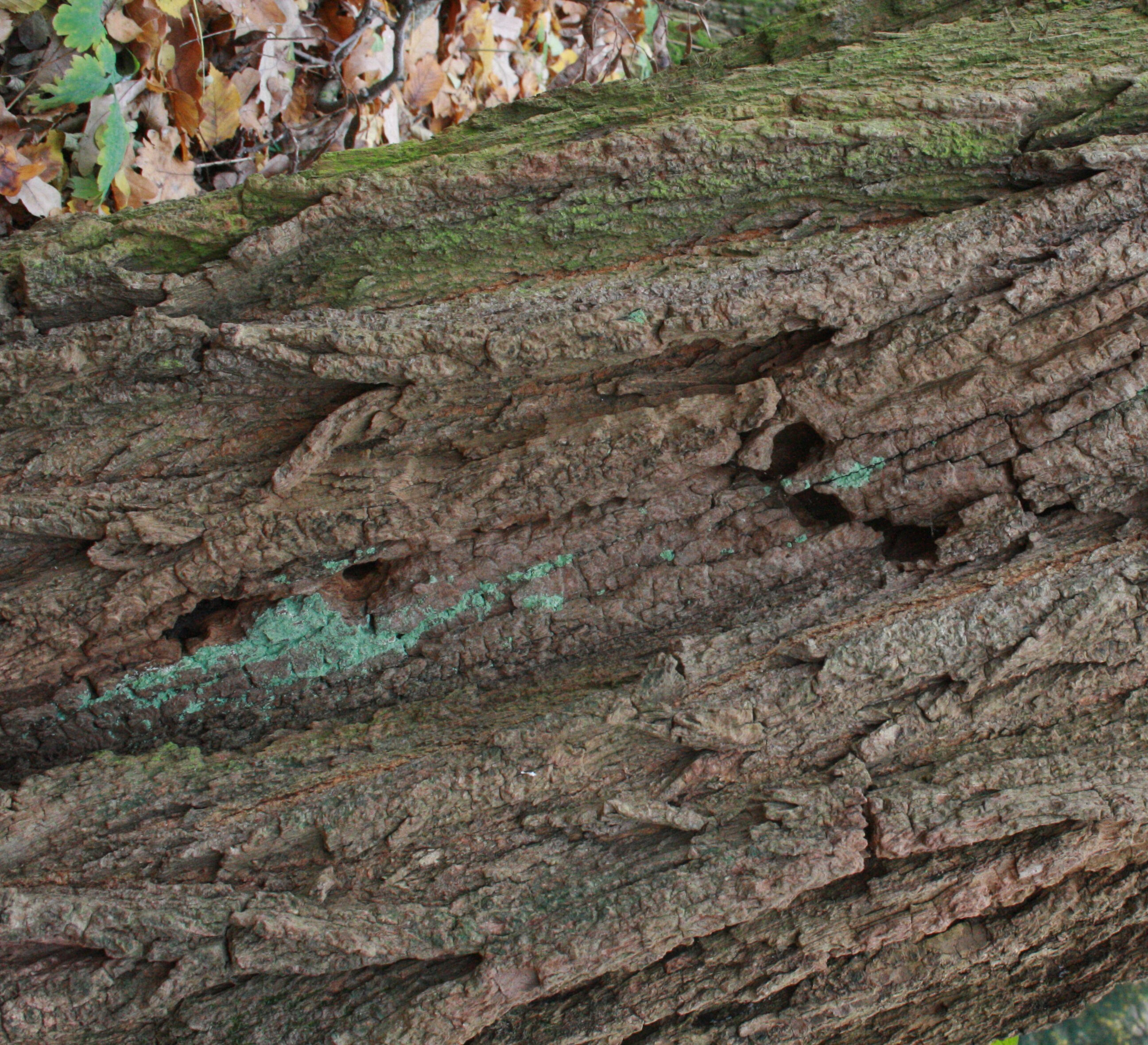 Robinie (Robinia pseudoacacia) – Rinde