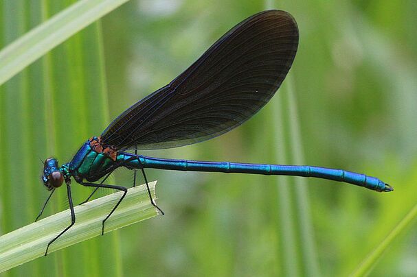 Blauflügel-Prachtlibelle (Calopteryx virgo)