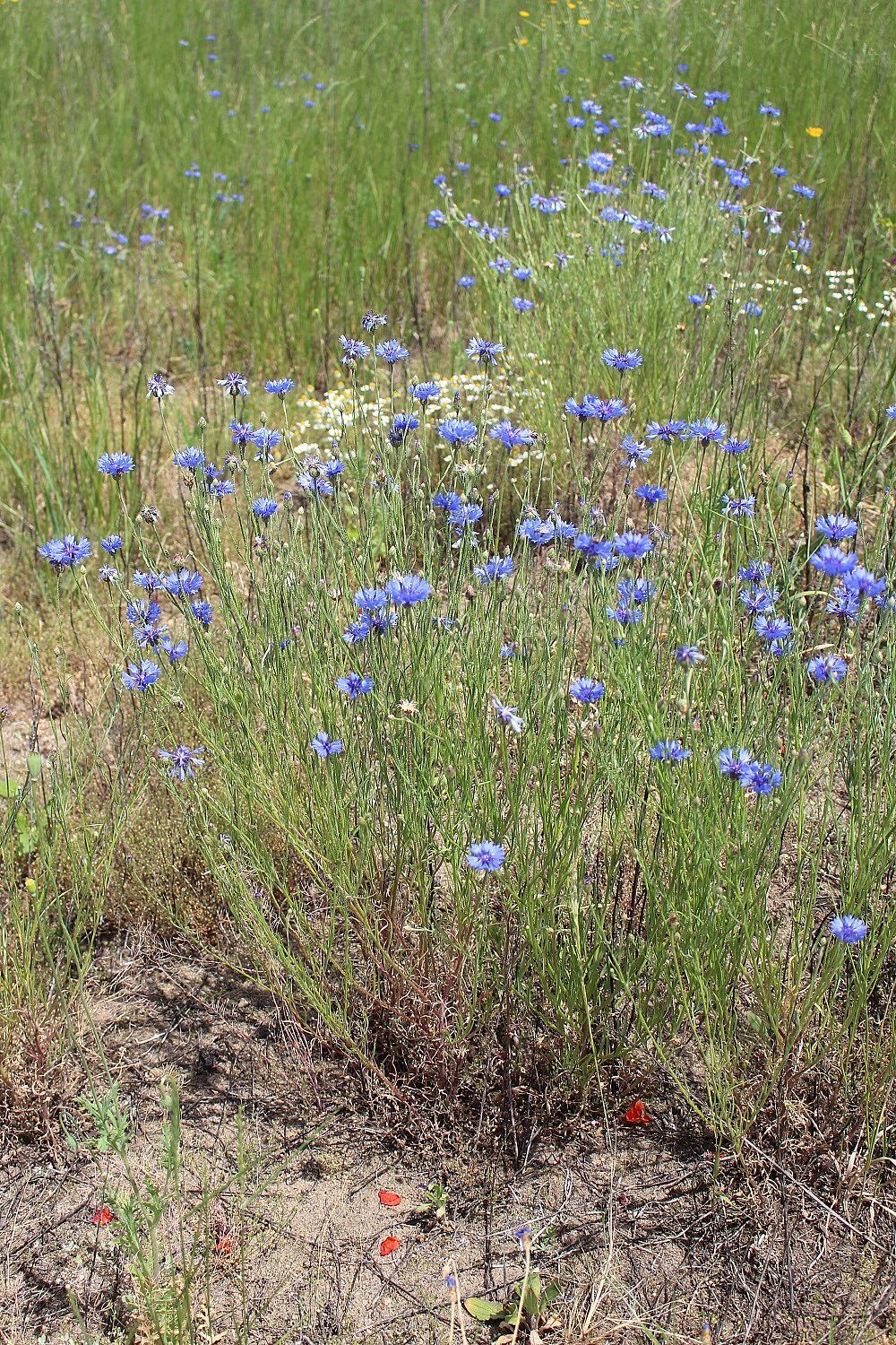 Kornblume (Cyanus segetum)