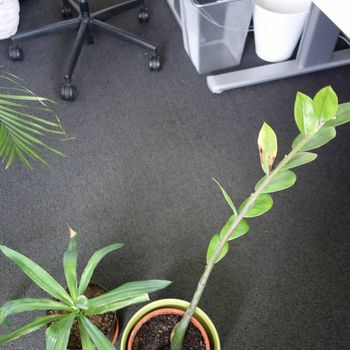 Yucca, Glücksfeder (Zamioculcas)