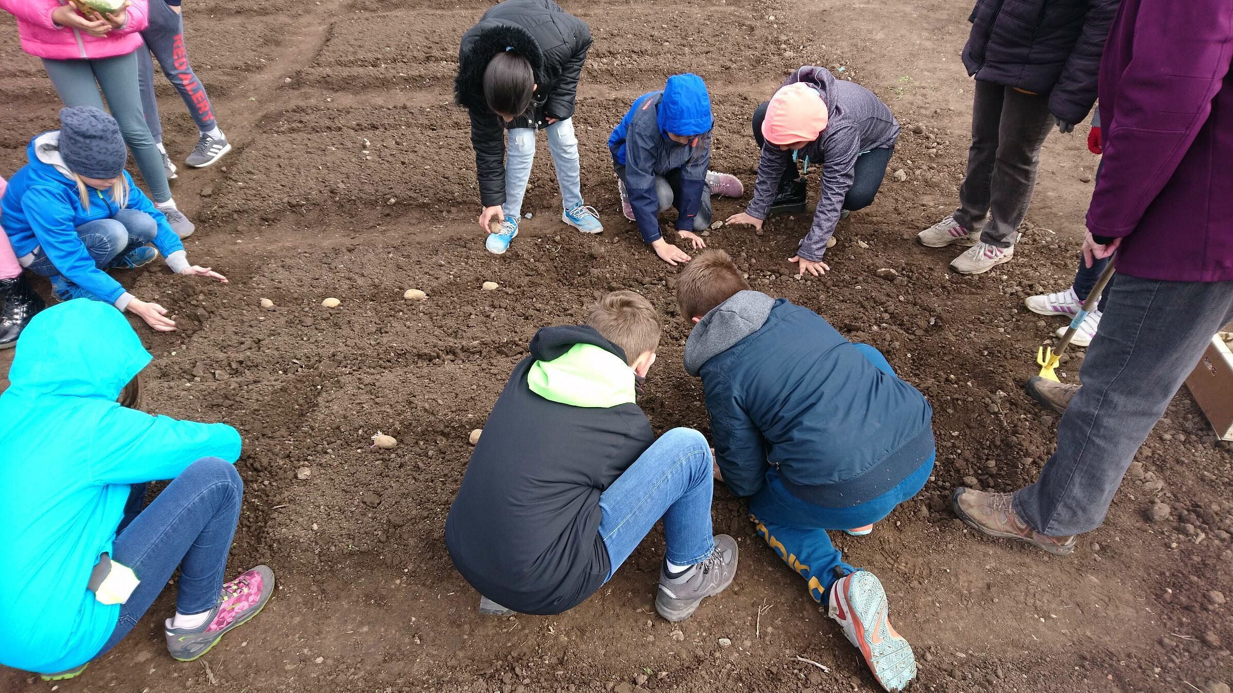 Kartoffeln legen Kartoffeln legen