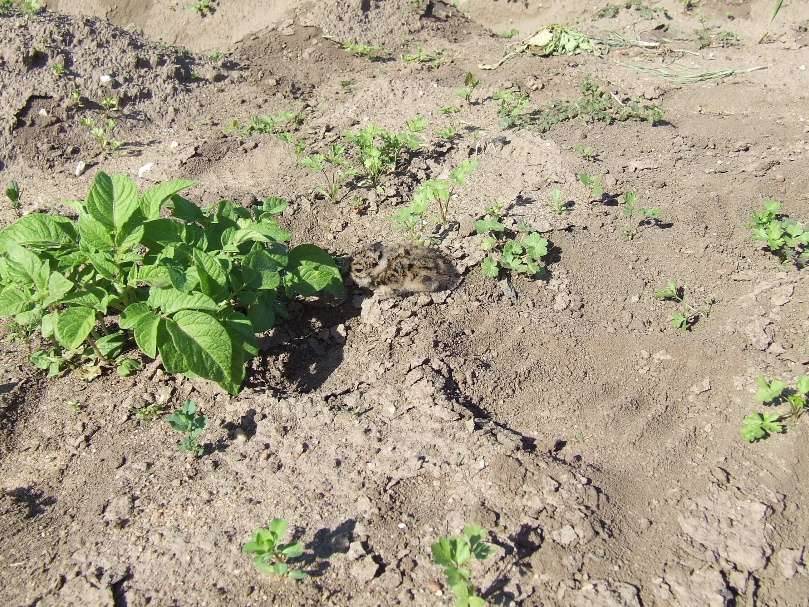 Kiebitzküken (Foto: Helmut Willert) Kiebitzküken