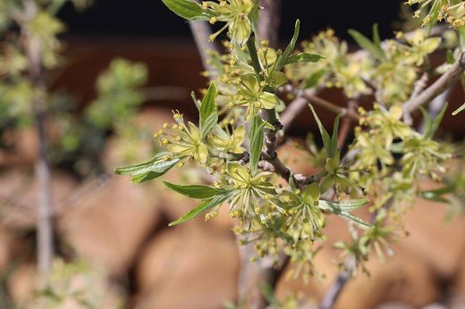 Blüte Kornelkirsche (Foto: Wolfgang Dötsch)
