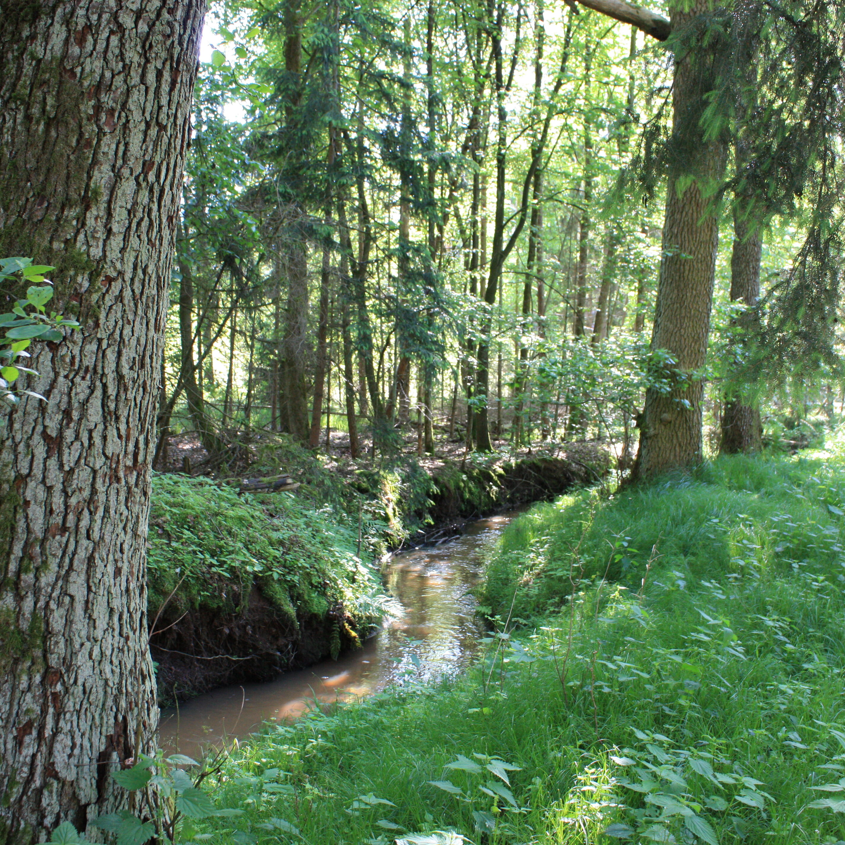Lebensraum Wald Lebensraum Wald