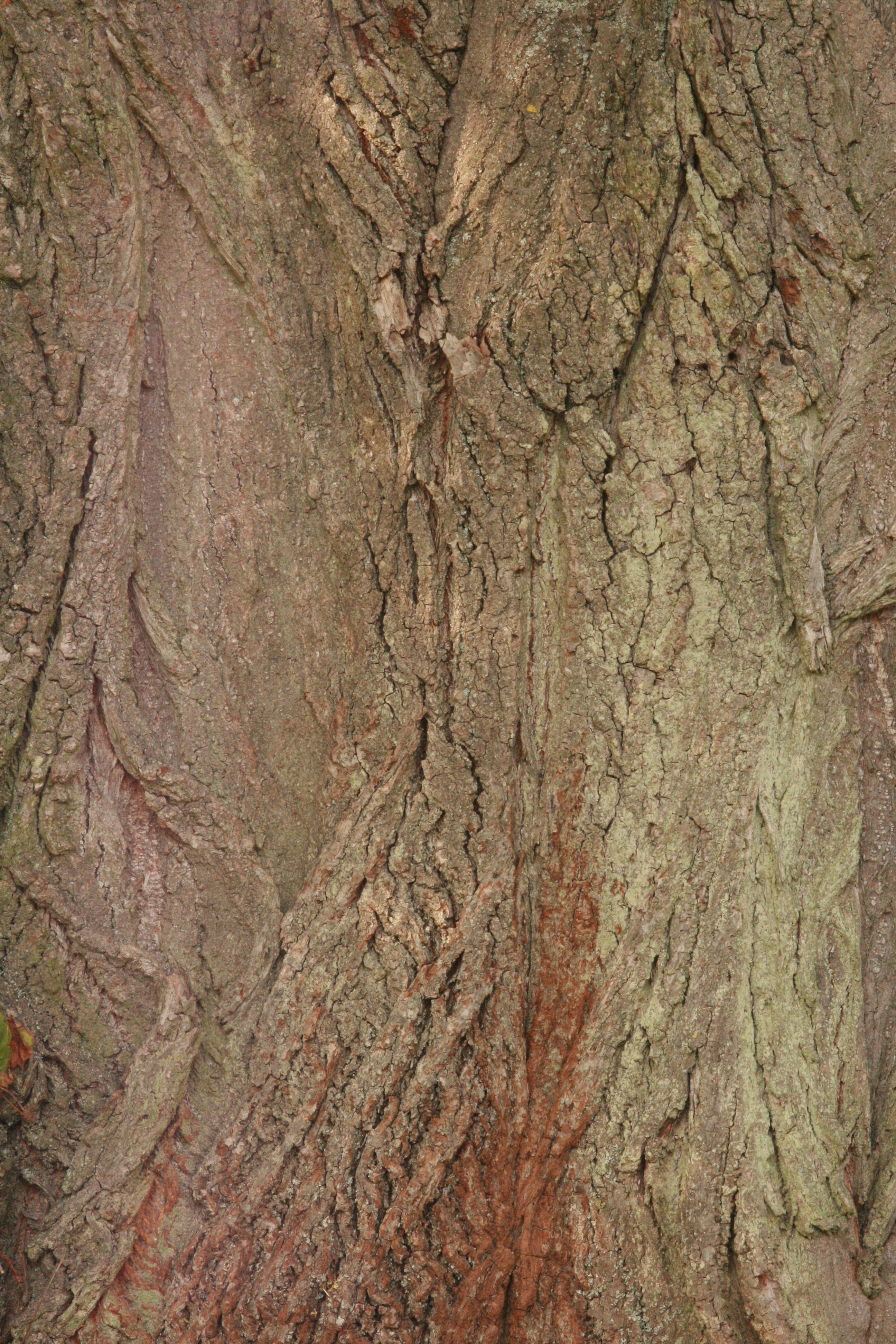 Winterlinde (Tilia cordata) – Stamm