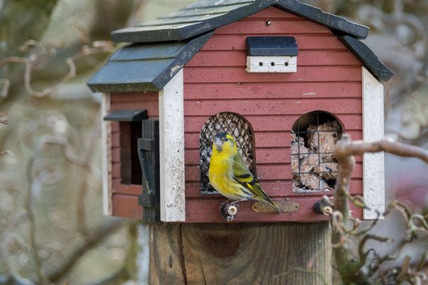 Erlenzeisig an Futterhaus 