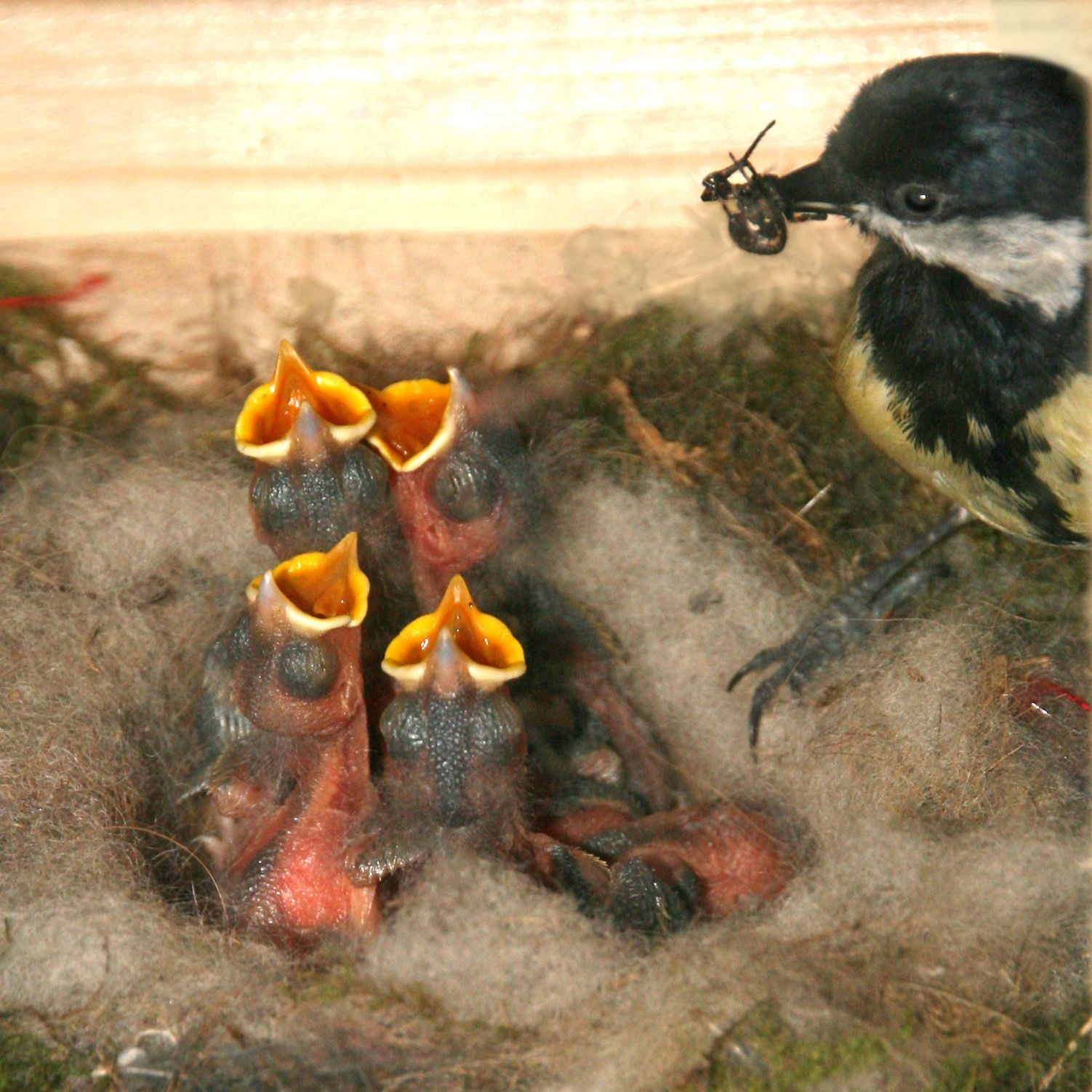 Kohlmeisen im Tierbeobachtungshaus