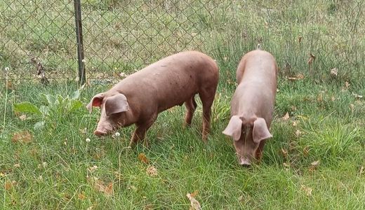 Schweine beim Umweltaktionstag in Kornburg