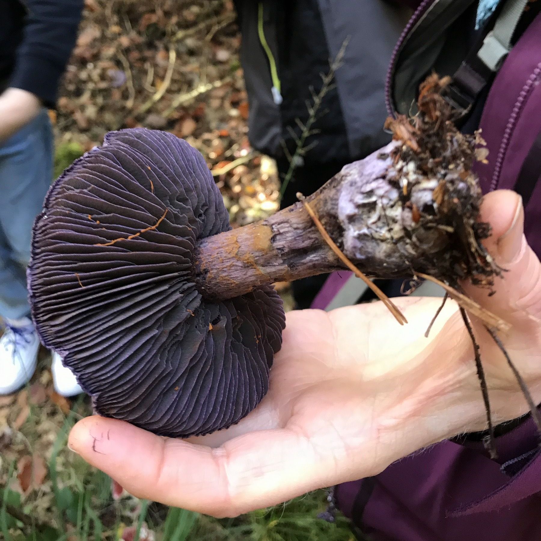 Pilz von unten