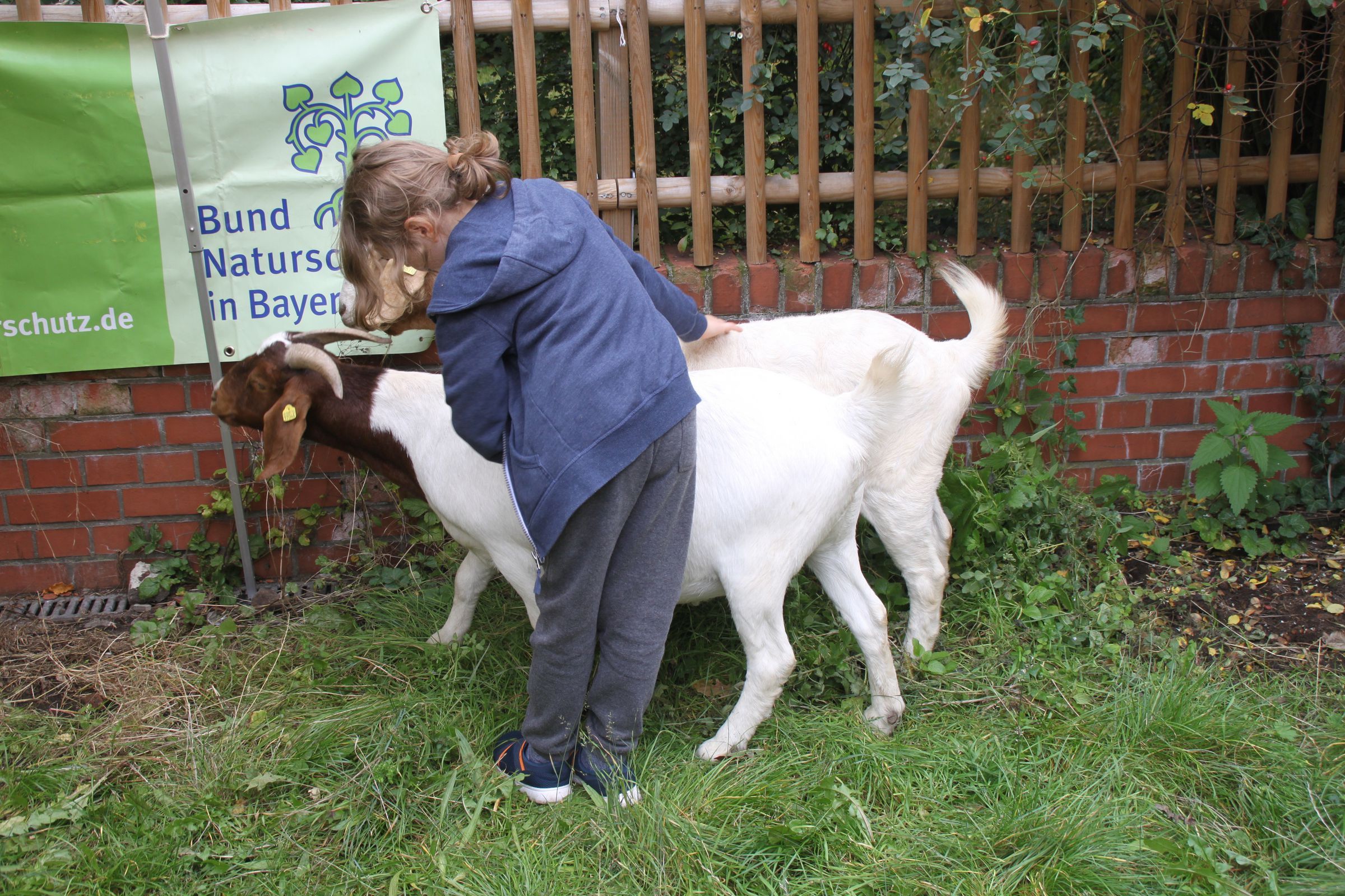 Burenziege Burenziege