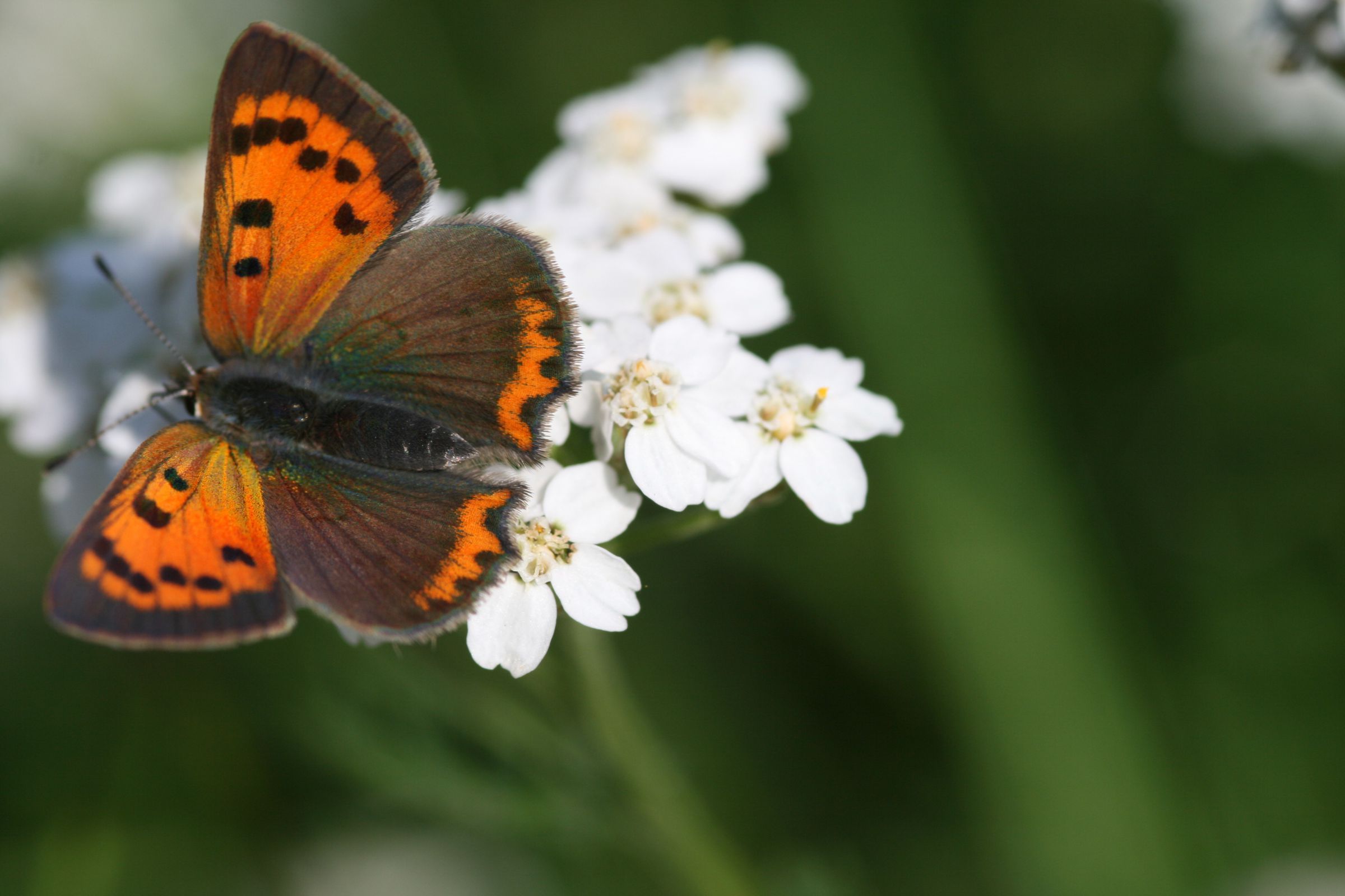 Lycaena phlaeas