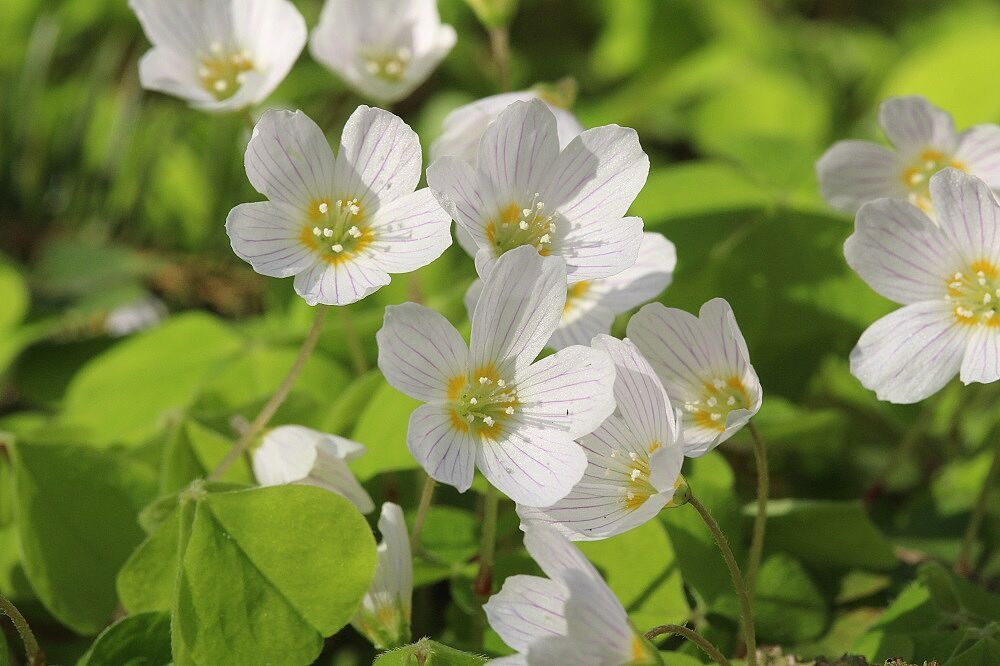 Oxalis acetosella - Wald-Sauerklee Wald-Sauerklee