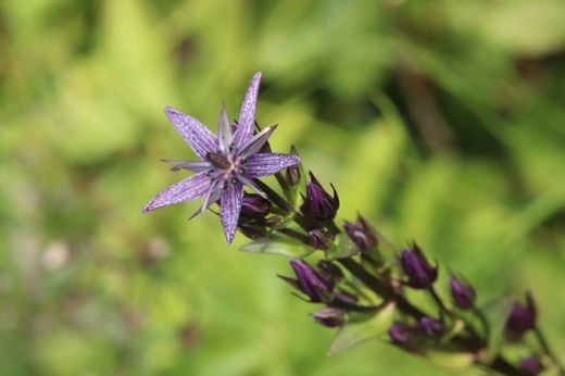 Sumpf-Enzian (Foto: Rainer Edelmann)