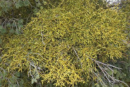 Kiefern-Mistel - Habitus