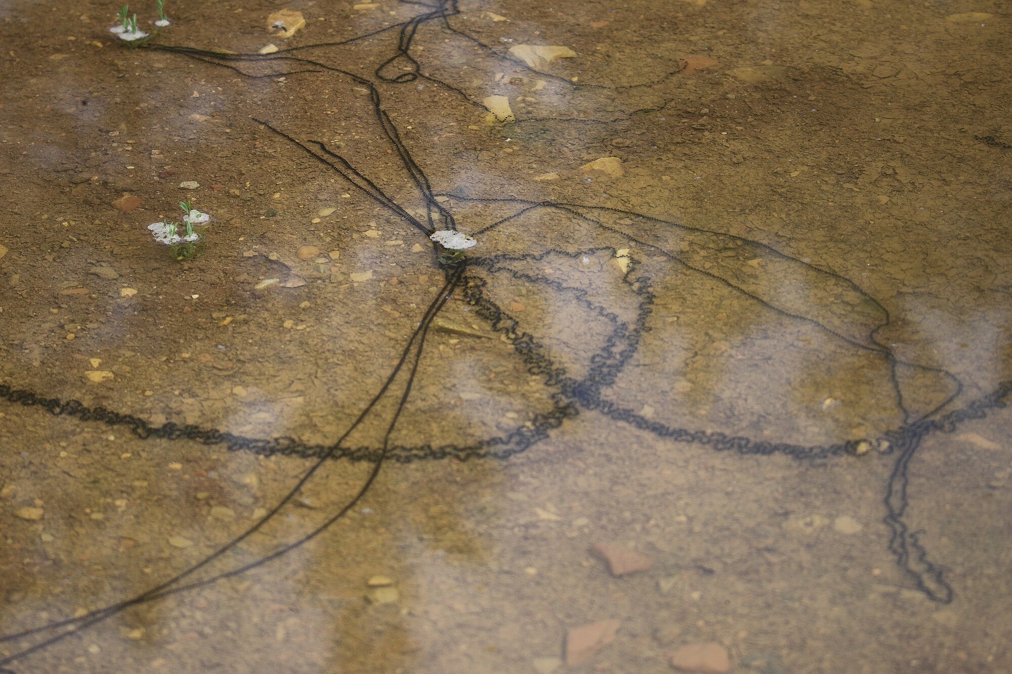Epidalea calamita - Kreuzkröte (Laich) (Foto: Heike Wirth) Kreuzkröte