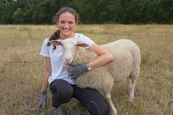 Greiskräuter und Schafe in Kornburg