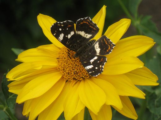 Landkärtchen (Sommerform) auf Sonnenblume