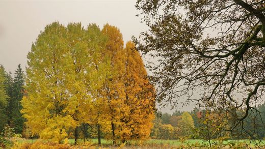 Zitter-Pappel mit Herbstfärbung